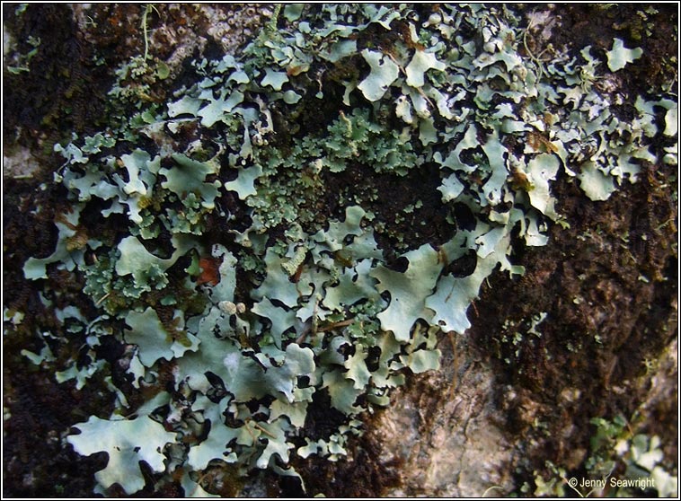 Hypotrachyna laevigata