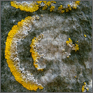 Variospora flavescens, Caloplaca flavescens
