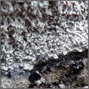 Lepra corallina, Pertusaria corallina