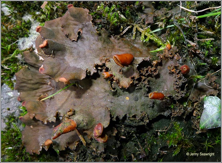 Peltigera praetextata