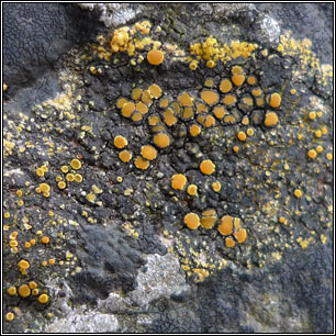 Flavoplaca microthallina