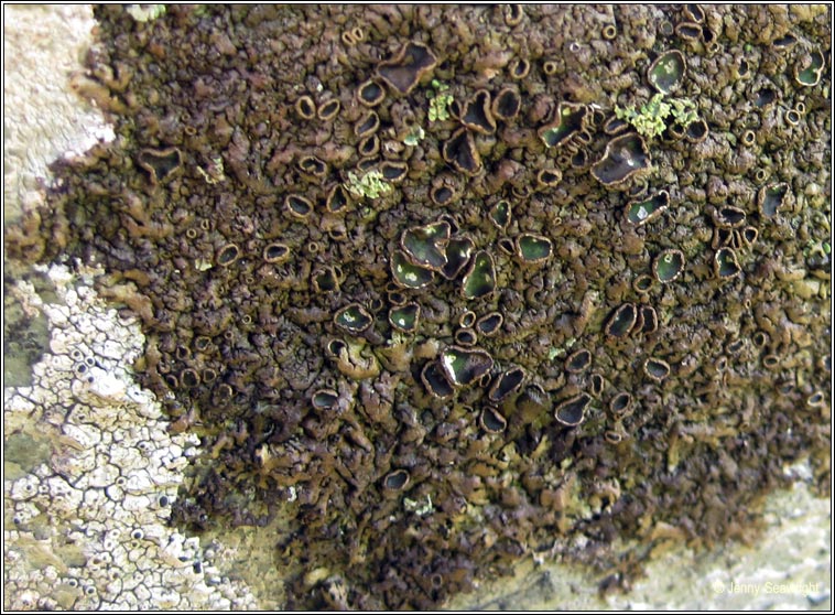 Xanthoparmelia pulla