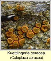 Caloplaca ceracea
