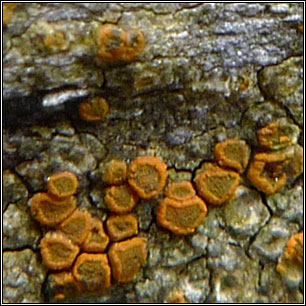 Kuettlingeria ceracea, Caloplaca ceracea