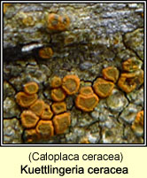 Kuettlingeria ceracea (Caloplaca ceracea)