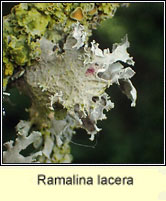 Ramalina lacera