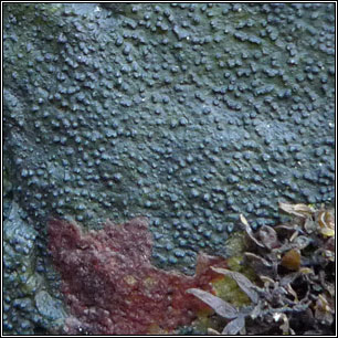 Wahlenbergiella striatula, Verrucaria striatula