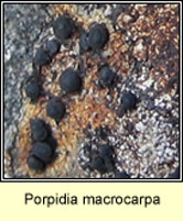 Porpidia macrocarpa