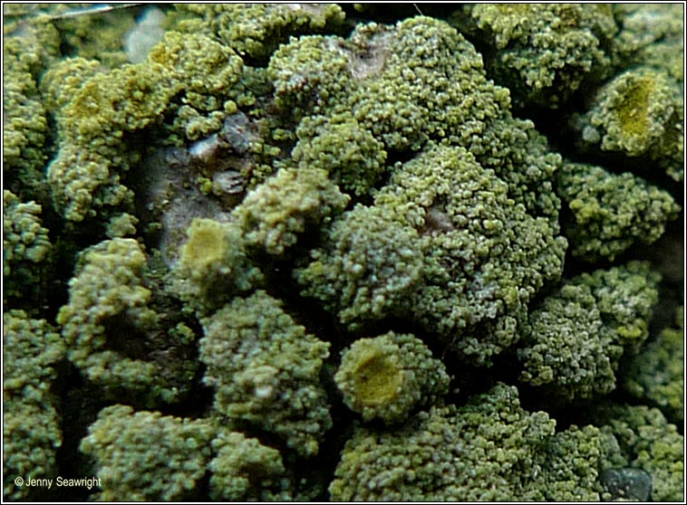 Candelariella coralliza