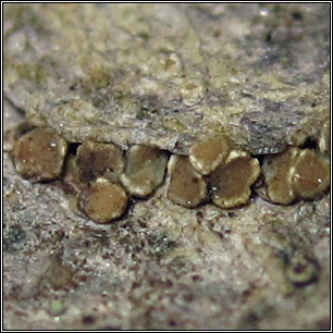 Myriolecis dispersa, Lecanora dispersa