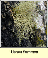 Usnea flammea