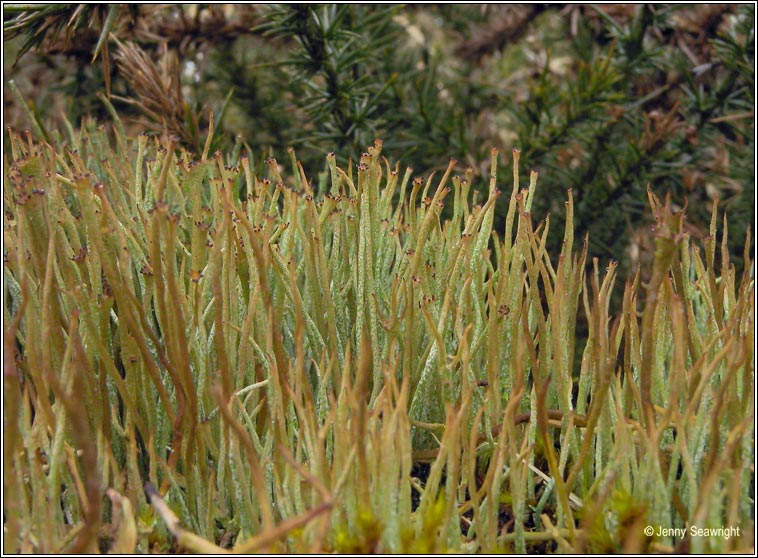 Cladonia gracilis