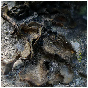 Lathagrium fuscovirens, Collema fuscovirens