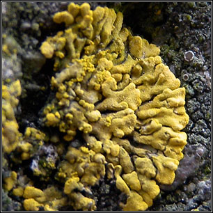 Calogaya decipiens, Caloplaca decipiens