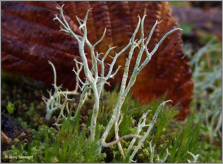 Cladonia furcata