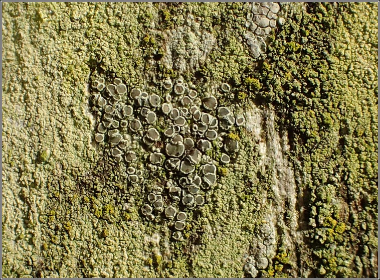 Lecanora varia