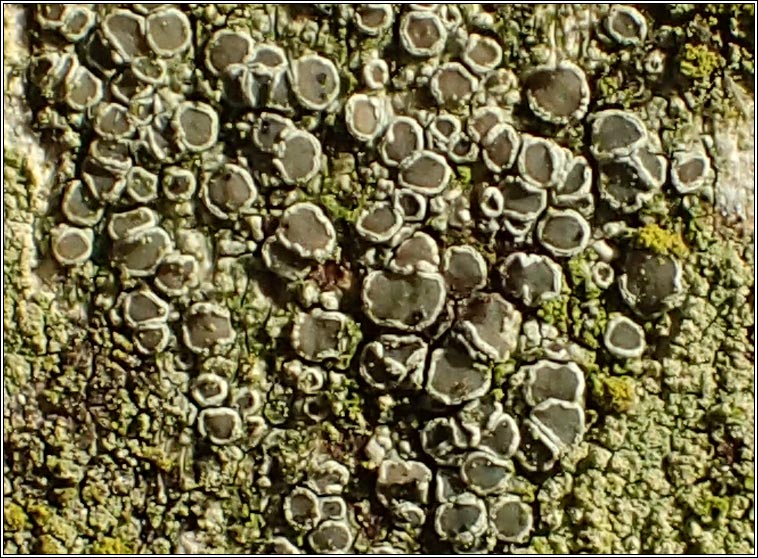 Lecanora varia