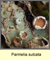 Parmelia sulcata