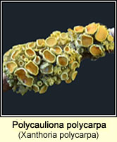 Xanthoria polycarpa