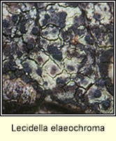 Lecidella elaeochroma