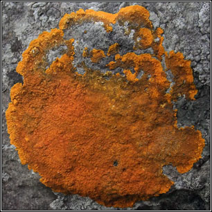 Variospora aurantia, Caloplaca aurantia