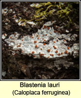 Caloplaca ferruginea