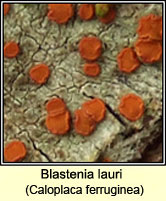 Blastenia lauri, Caloplaca ferruginea