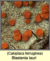 Caloplaca ferruginea