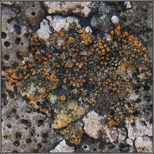 Flavoplaca oasis, Caloplaca oasis