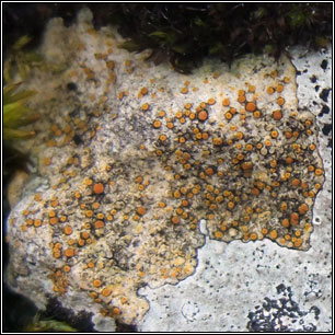 Xanthocarpia ochracea, Caloplaca ochracea