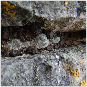 Placidium squamulosum, Catapyrenium squamulosum