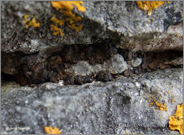 Placidium squamulosum, Catapyrenium squamulosum