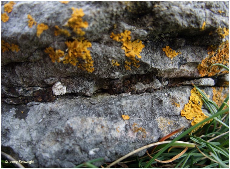 Placidium squamulosum, Catapyrenium squamulosum