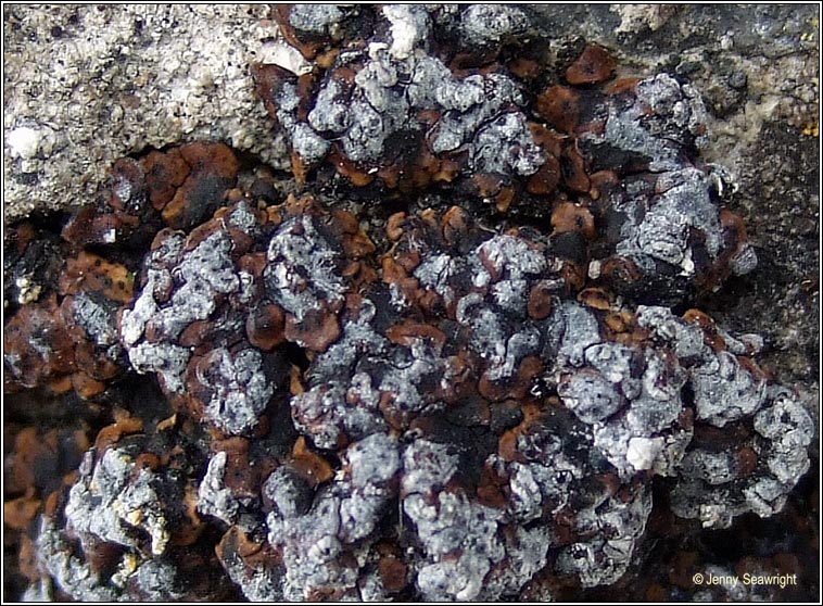 Placidium squamulosum, Catapyrenium squamulosum