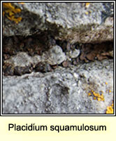 Placidium squamulosum