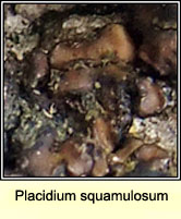 Placydium squamulosum