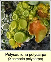 Polycauliona polycarpa (Xanthoria polycarpa)