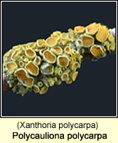 Polycauliona polycarpa (Xanthoria polycarpa)