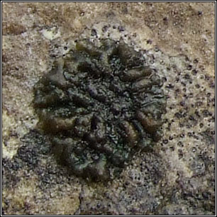 Scytinium fragile, Collema fragile