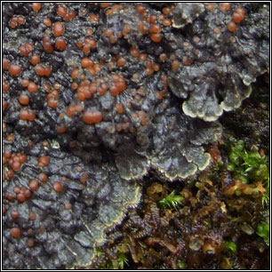 Pectenia plumbea sens str, Degelia plumbea