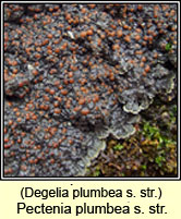 Degelia plumbea