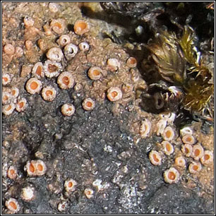 Secoliga jenensis, Gyalecta jenensis