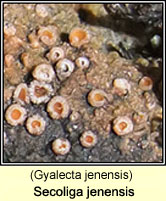 Secoliga jenensis (Gyalecta jenensis)