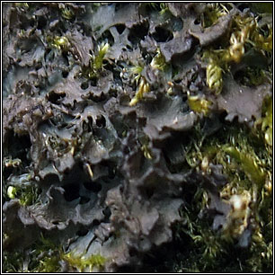 Scytinium gelatinosum, Leptogium gelatinosum