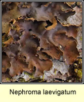 Nephroma laevigatum