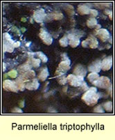 Parmeliella triptophylla