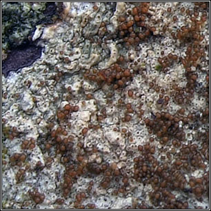 Pertusaria pseudocorallina