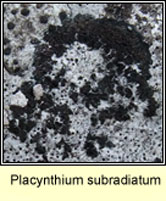 Placynthium subradiatum