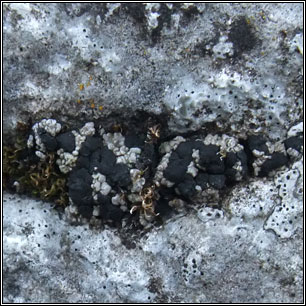 Toniniopsis aromatica, Toninia aromatica