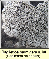 Verrucaria baldensis